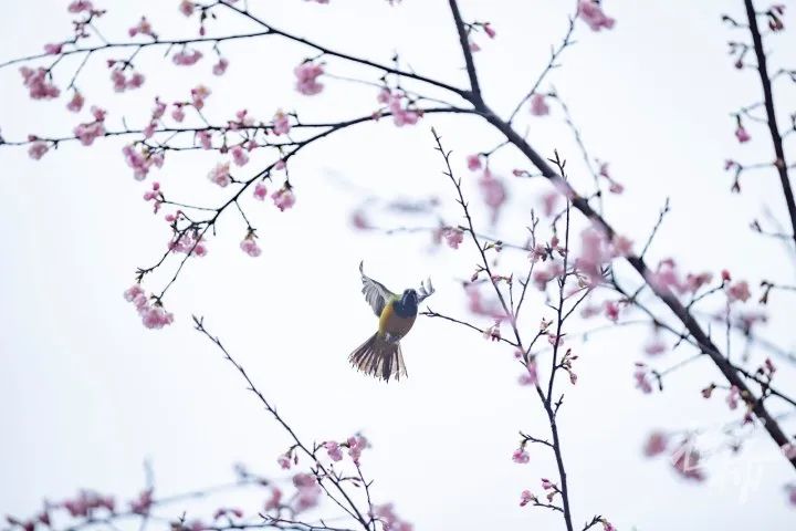 085888898af7702b14240c5f8503b686_640_wx_fmt=jpeg&from=appmsg&wxfrom=5&wx_lazy=1&wx_co=1.jpg 085888898af7702b14240c5f8503b686_640_wx_fmt=jpeg&from=appmsg&wxfrom=5&wx_lazy=1&wx_co=1.jpg